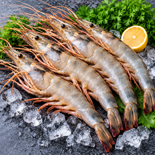 Prawns venami