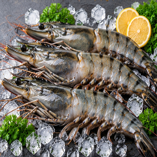 Sea Prawns