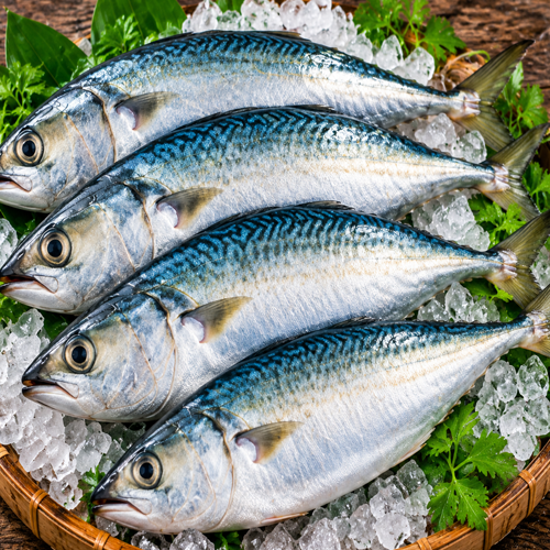 Sardine